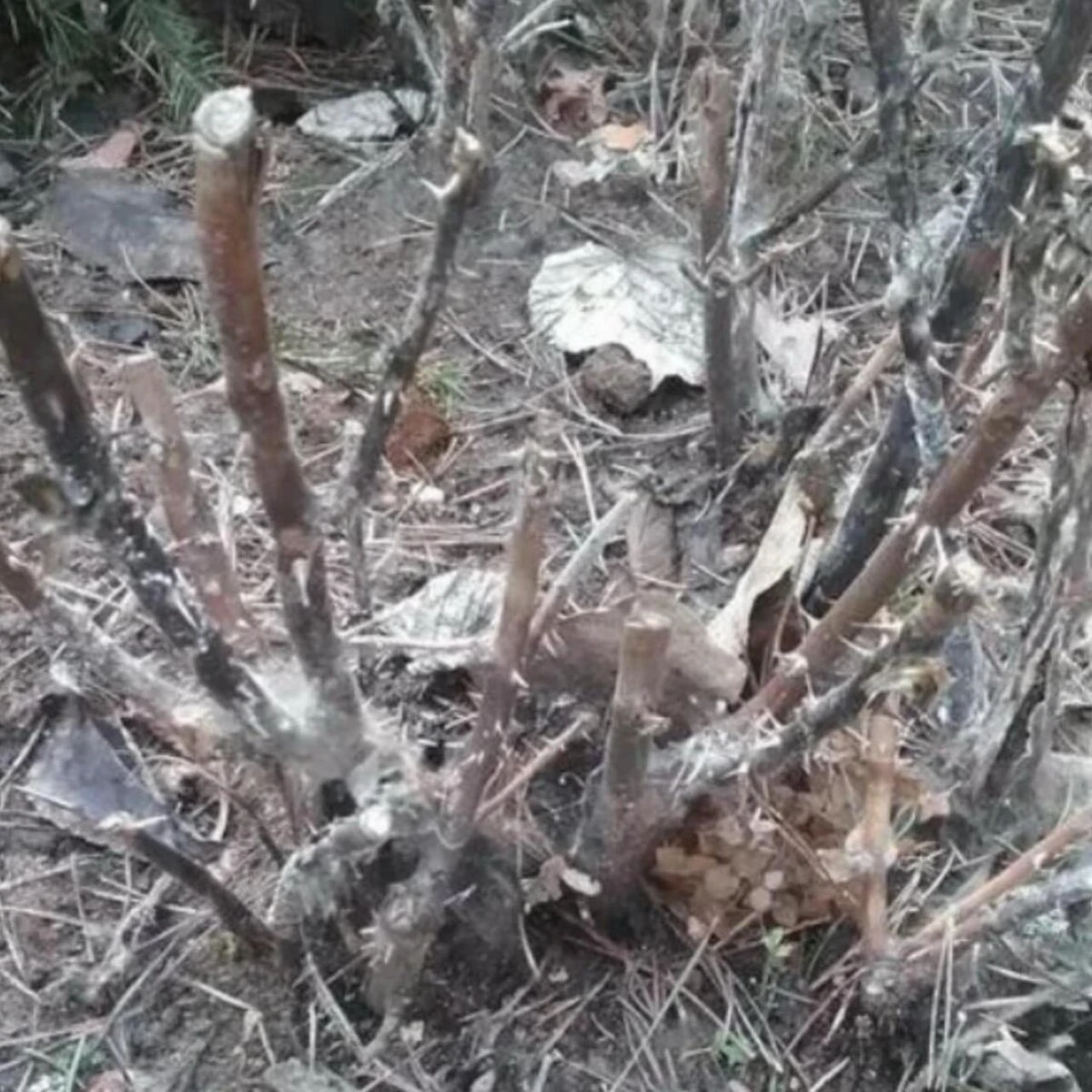 Реанимация роз после зимы