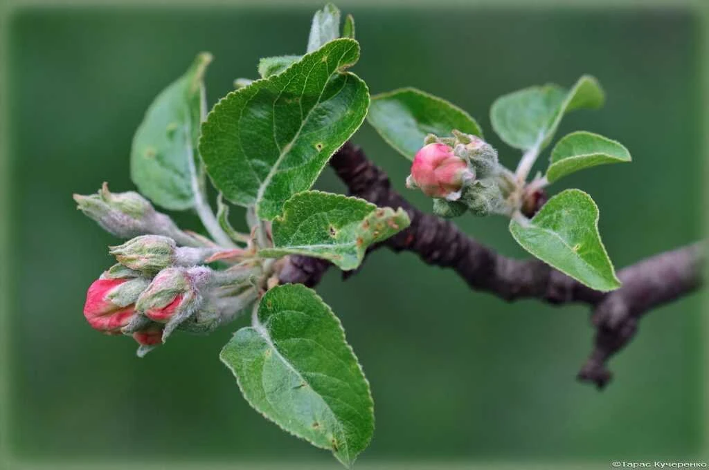 Обрезка плодовых: как не обрезать лишнего?