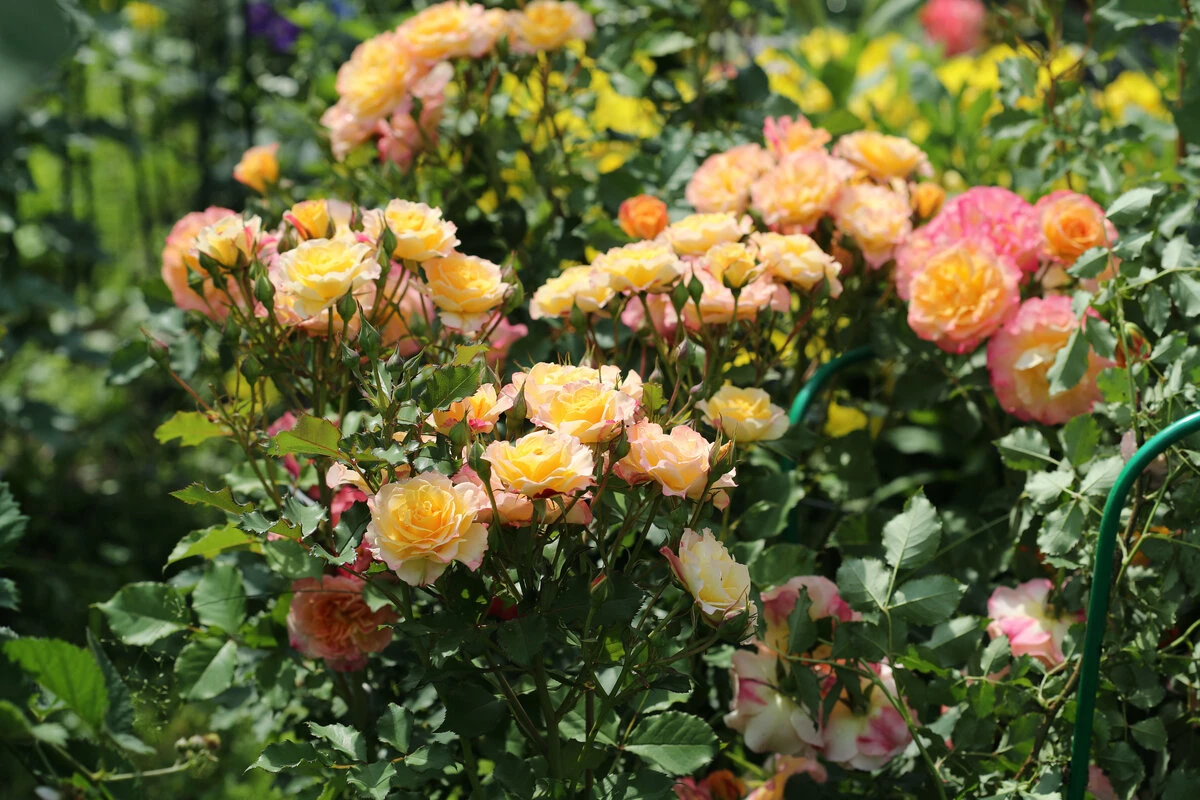 Почему некоторые розы не переживают зиму?