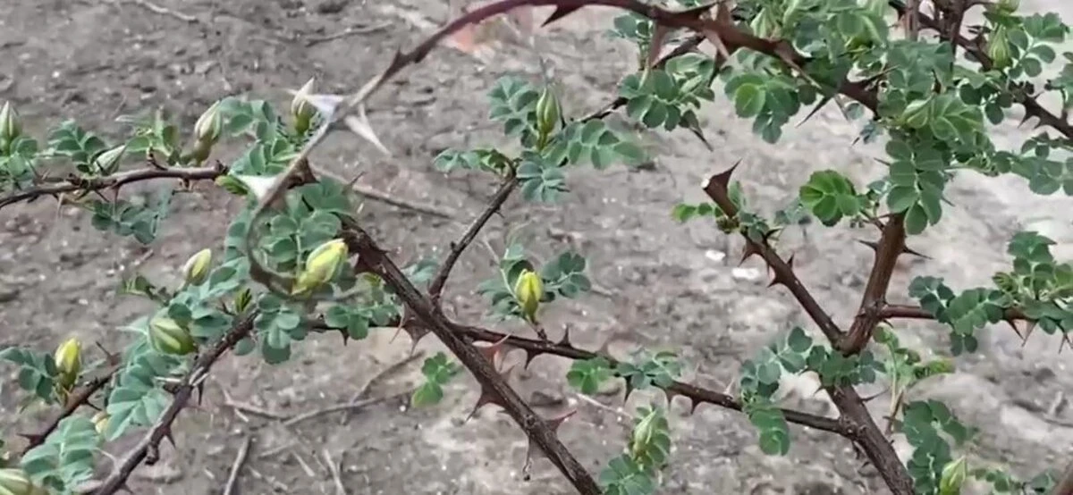 Роза - канарейка или первоцветы в вашем саду