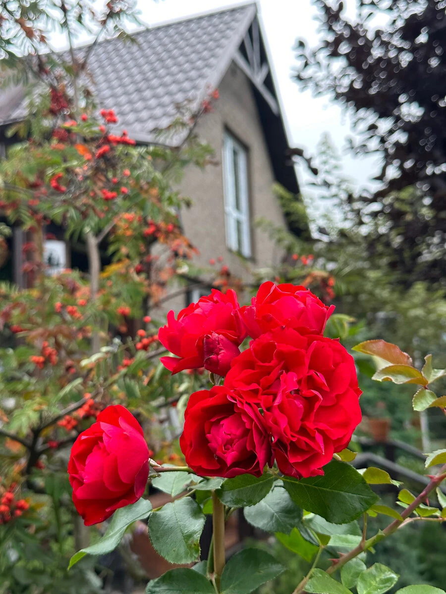 Уход за садом Уход за садом На ошибках учимся или как с наименьшими потерями создать сад мечты ч5