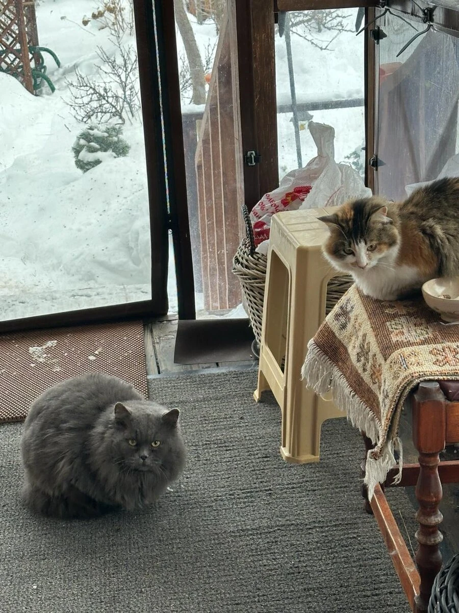 На ошибках учимся или как с наименьшими потерями создать сад мечты, ч4