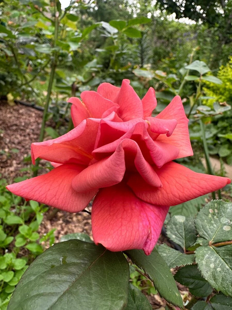 Мои розы и майские морозы