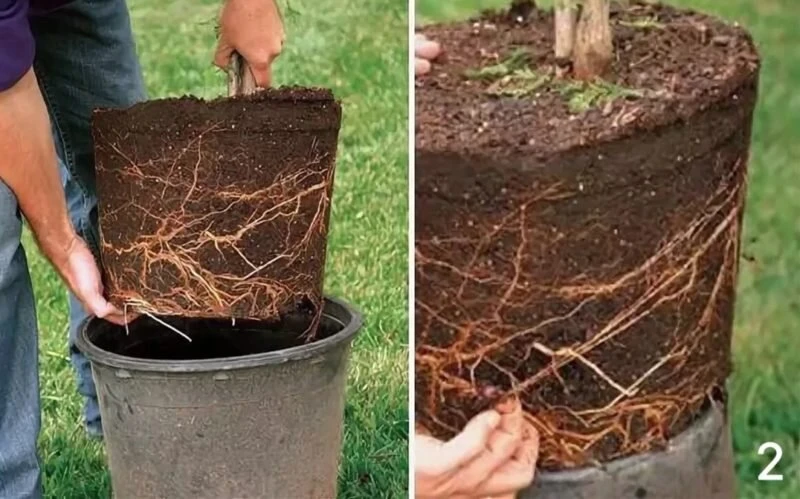 Правила посадки роз и сроки