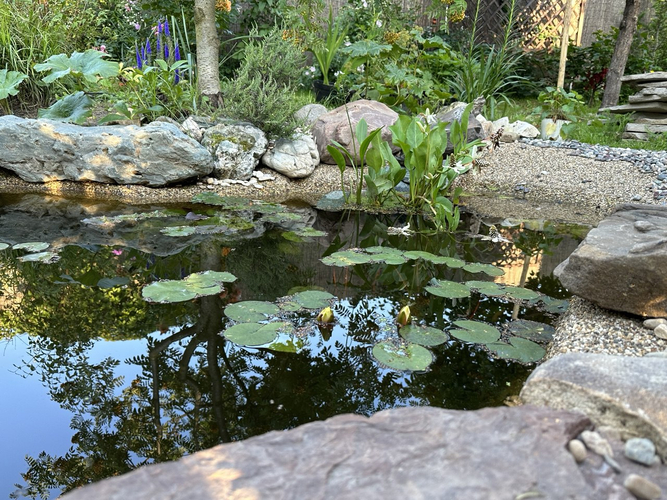 а в этом пруду зацвели нимфеи