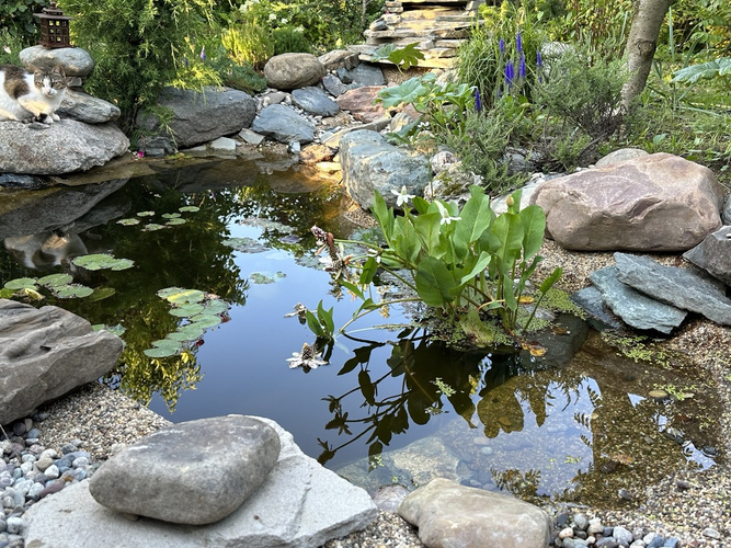 прудик украшает вахте трехлистная