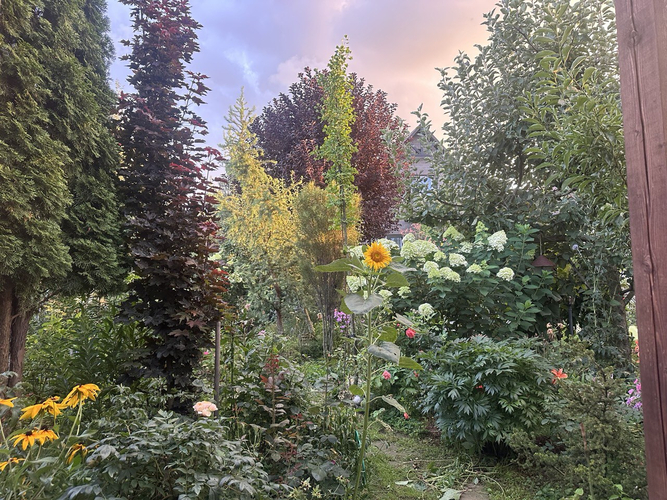 сад в природном стиле