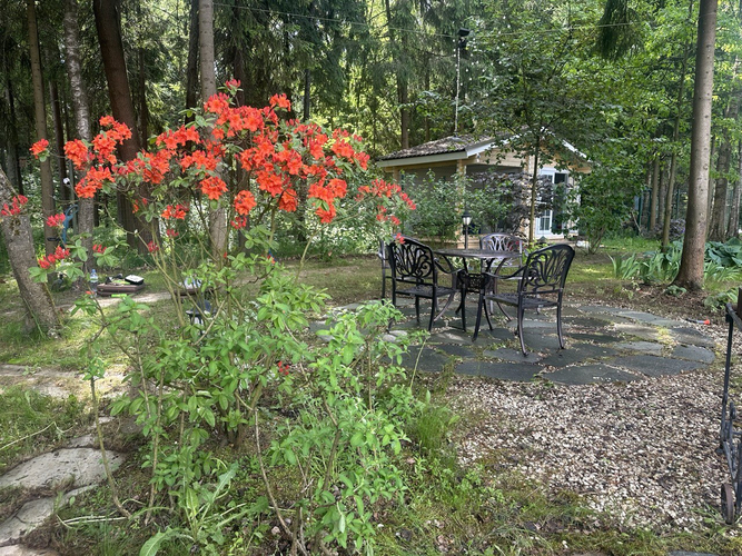 сад на лесном участке