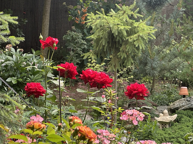 розы отлично соседствуют с хвойными