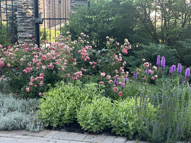 цветник с розами в природном стиле