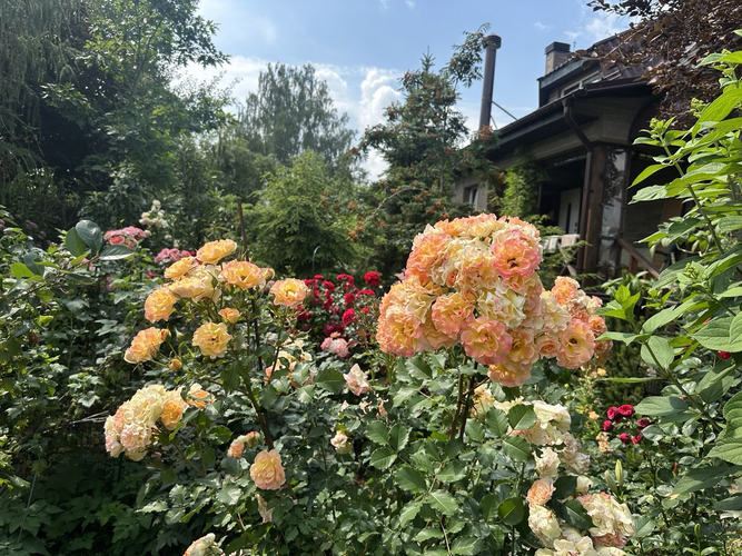 розарий перед домом, роза LandLust