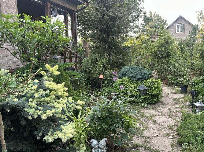 коллекция хвойных растений