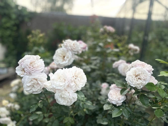 photo_2026-02-26_23-25-19 (2)