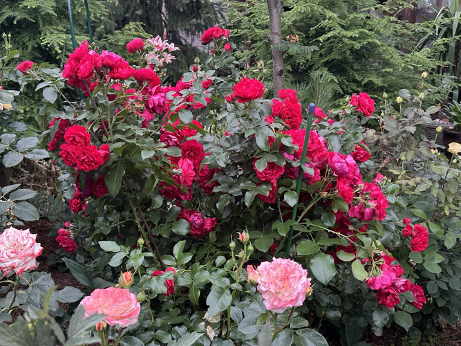 Лаваглют (Lavaglut) цветет все лето без пауз