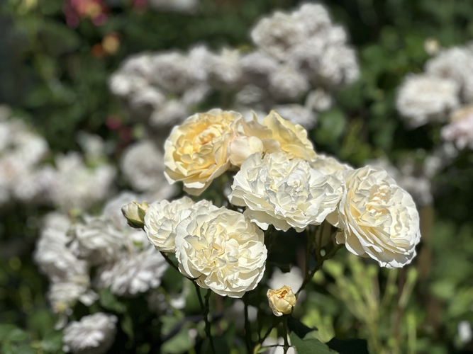 Роза Евгения (Eugenie)