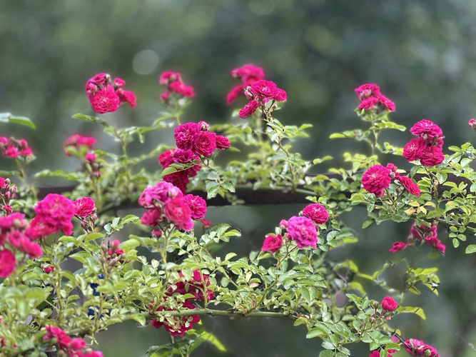 а это безымянная красотка