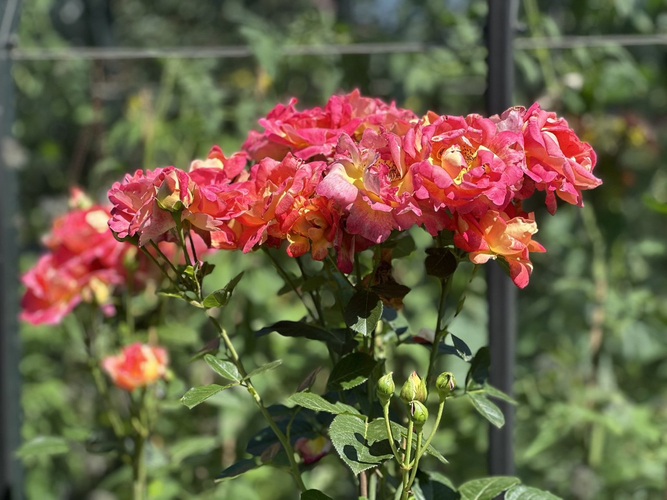 увядающий букет так хорош, что не смогли обрезать