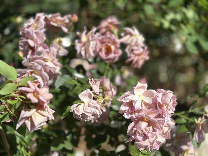 Роза Лавендер Пиноккио (Lavender Pinocchio)