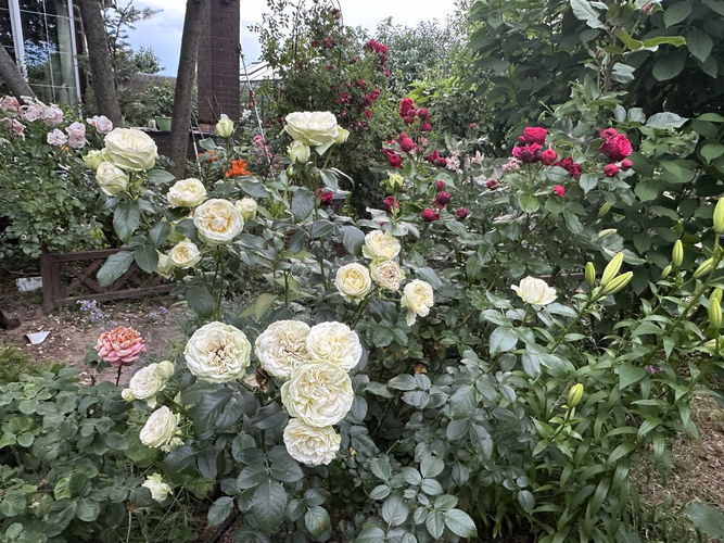 роза Вайт Пьяно (White Piano)