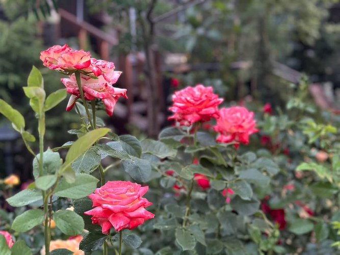 Императница Фарах (Imperatrice Farah)