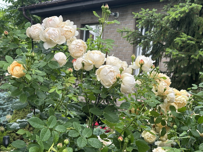 Воллертон Олд Холл (Wollerton Old Hall)