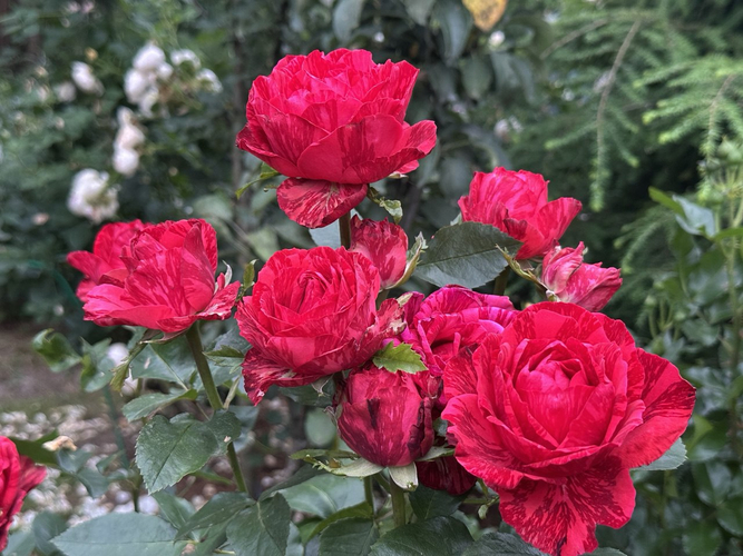 Роза Ред Интуишн (Red Intuition)