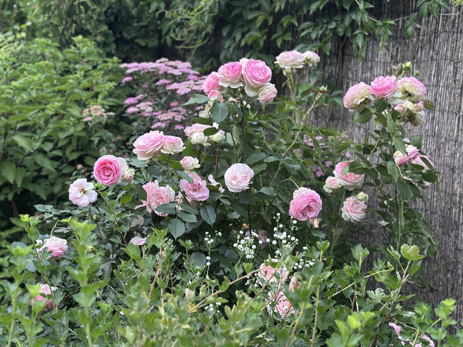 Роза Пьер де Ронсард (Pierre de Ronsard)