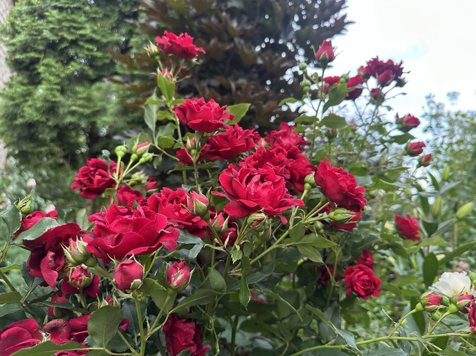 Роза Индианз Раффлз (Indian's Ruffles)